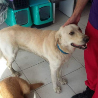 Golden Retriever, Köpek  Pati fotoğrafı