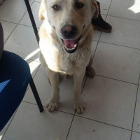 Golden Retriever, Köpek  Pati fotoğrafı