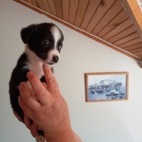 Minyatür Schnauzer, Köpek  Prenses fotoğrafı