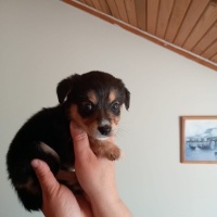 Minyatür Schnauzer, Köpek  Prenses fotoğrafı