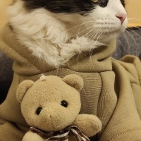 Tekir Kedi, Kedi  missy fotoğrafı
