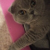 Scottish Fold, Kedi  LENA fotoğrafı