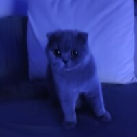 Scottish Fold, Kedi  LENA fotoğrafı