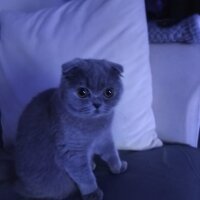 Scottish Fold, Kedi  LENA fotoğrafı