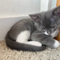 Tekir Kedi, Kedi  Sütlaç fotoğrafı