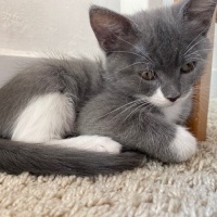 Tekir Kedi, Kedi  Sütlaç fotoğrafı