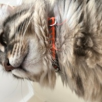 Tekir Kedi, Kedi  Çiko fotoğrafı