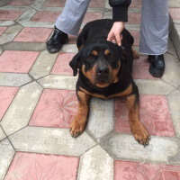 Rottweiler, Köpek  Angel fotoğrafı