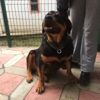 Rottweiler, Köpek  Angel fotoğrafı