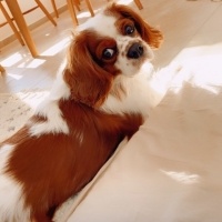 Cavalier King Charles Spanieli, Köpek  Chucky fotoğrafı