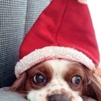 Cavalier King Charles Spanieli, Köpek  Chucky fotoğrafı