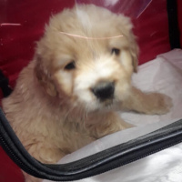 Maltese, Köpek  KRAL fotoğrafı