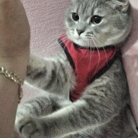 British Shorthair, Kedi  barbie :) fotoğrafı