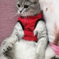 British Shorthair, Kedi  barbie :) fotoğrafı