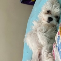 Maltese, Köpek  Dobby fotoğrafı