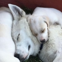 Alman Çoban Köpeği, Köpek  Betty fotoğrafı