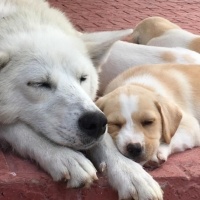 Alman Çoban Köpeği, Köpek  Betty fotoğrafı