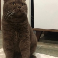 British Shorthair, Kedi  brownie fotoğrafı