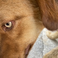 Golden Retriever, Köpek  Bobby fotoğrafı