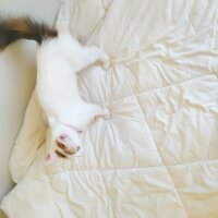 Norwegian Forest, Kedi  Pamuk fotoğrafı