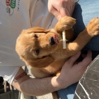Golden Retriever, Köpek  Leo fotoğrafı