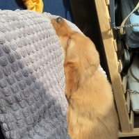 Golden Retriever, Köpek  Leo fotoğrafı