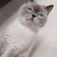 British Shorthair, Kedi  KÜBA - MORFİN fotoğrafı