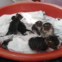 Tekir Kedi, Kedi  Yavrularımıza yuva arıyoruz fotoğrafı