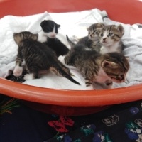 Tekir Kedi, Kedi  Yavrularımıza yuva arıyoruz fotoğrafı