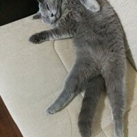 British Shorthair, Kedi  duman fotoğrafı