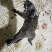 British Shorthair, Kedi  duman fotoğrafı