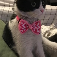 Scottish Fold, Kedi  Zeytin fotoğrafı