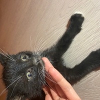 Tekir Kedi, Kedi  Kömür fotoğrafı