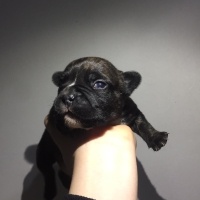 Fransız Bulldog, Köpek  french bulldog fotoğrafı