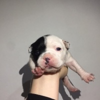 Fransız Bulldog, Köpek  french bulldog fotoğrafı