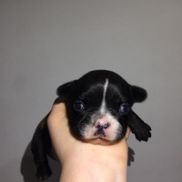 Fransız Bulldog, Köpek  french bulldog fotoğrafı