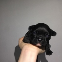 Fransız Bulldog, Köpek  french bulldog fotoğrafı