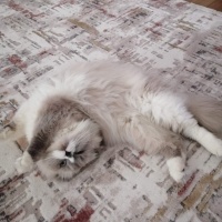 Scottish Fold, Kedi  Boncuk fotoğrafı