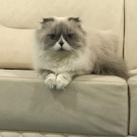 Scottish Fold, Kedi  Boncuk fotoğrafı