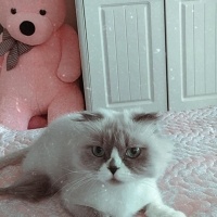 Scottish Fold, Kedi  Boncuk fotoğrafı