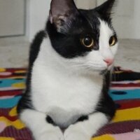 Tuxedo (Smokin) Kedi, Kedi  Şira fotoğrafı