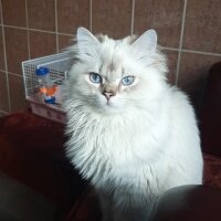 British Longhair, Kedi  Atlas fotoğrafı