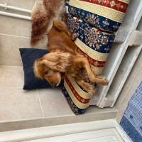 Amerikan Cocker Spaniel, Köpek  Oscar fotoğrafı