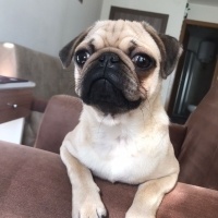 Pug, Köpek  Pala fotoğrafı