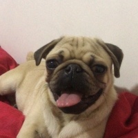 Pug, Köpek  Pala fotoğrafı
