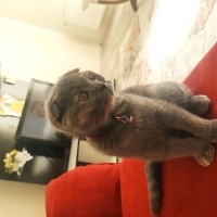 Scottish Fold, Kedi  Pati fotoğrafı