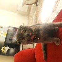 Scottish Fold, Kedi  Pati fotoğrafı