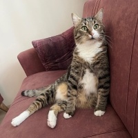 Tekir Kedi, Kedi  Agâh Beyoğlu fotoğrafı