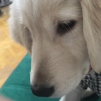 Golden Retriever, Köpek  Kurama fotoğrafı