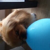 Pekingese, Köpek  Badi fotoğrafı